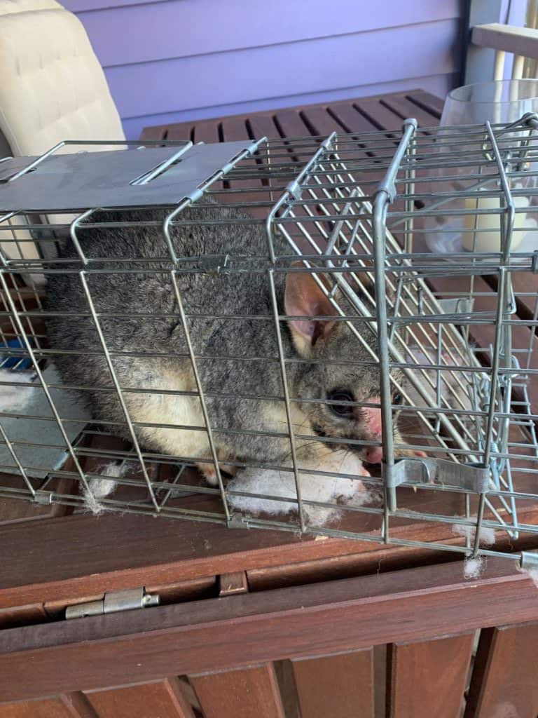 Possum in Cage after capture ready to be relocated