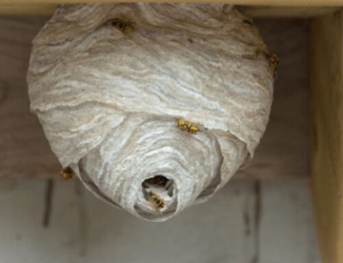 Bee and Wasp Removal – Why You Shouldn’t Do It Yourself