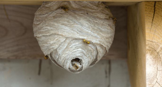 Bee and Wasp Removal - Why You Shouldn't Do It Yourself
