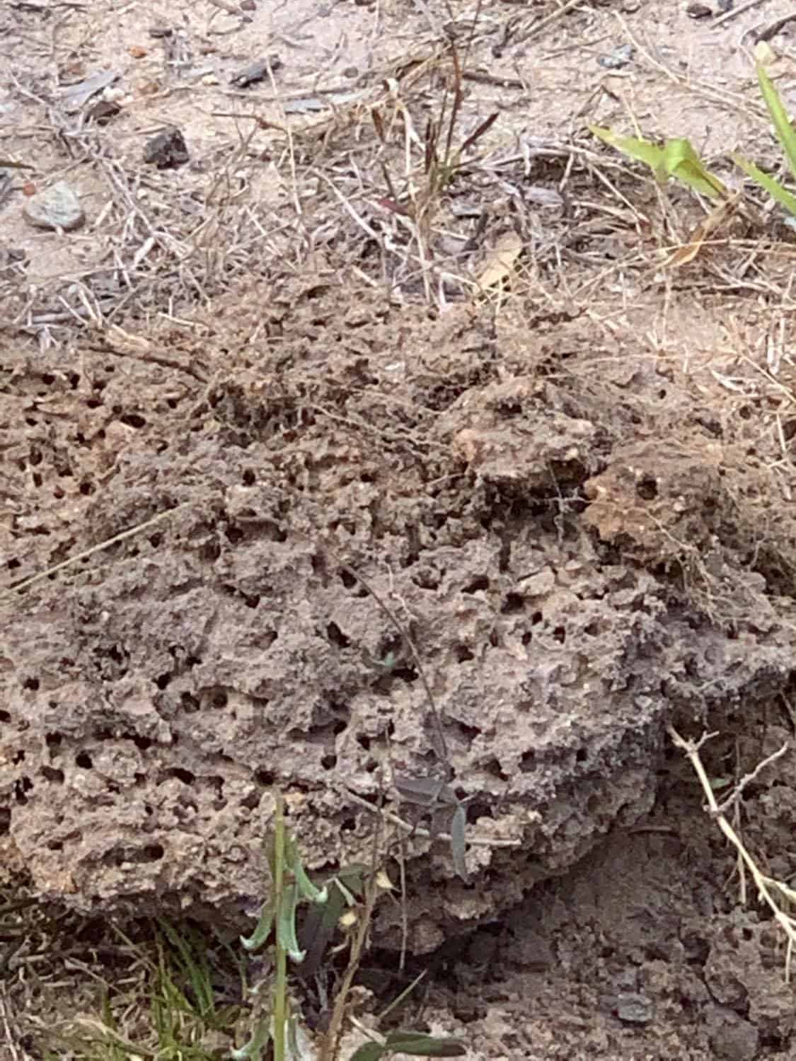 Fire ant nest treatment