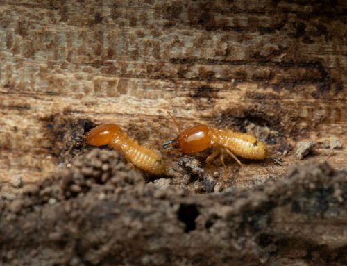 How to Prevent a Termite Infestation in Your Home in Toowoomba?