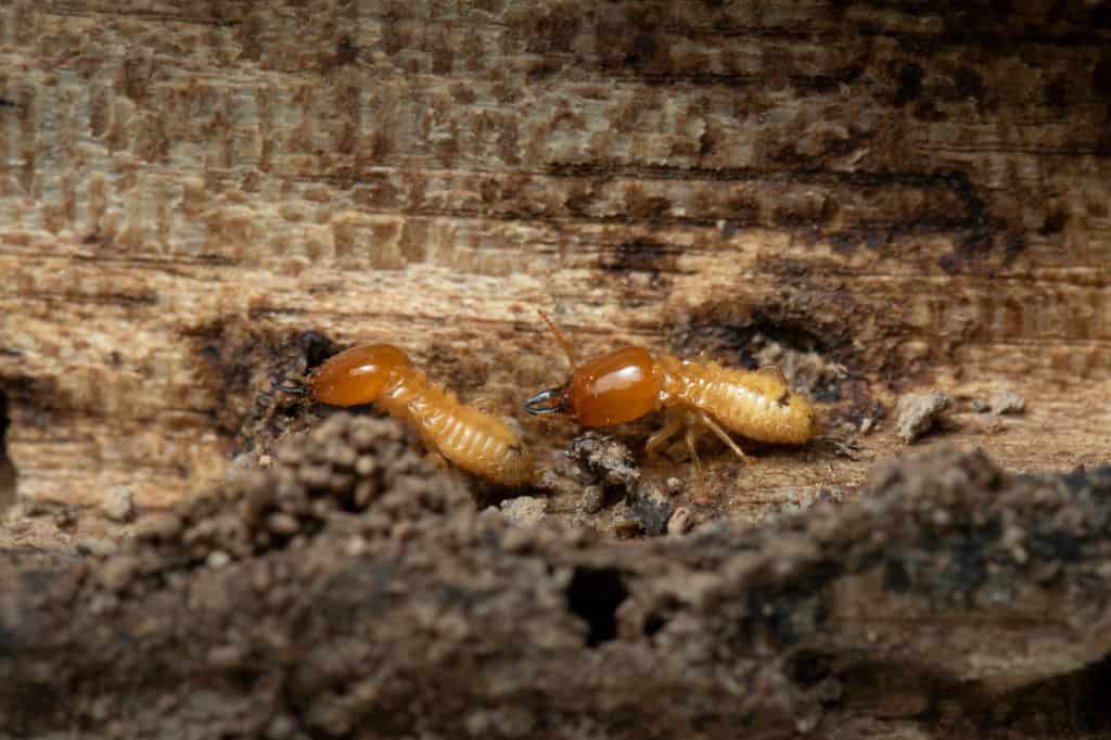 How to Prevent a Termite Infestation in Your Home
