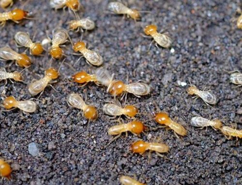 How Long Does Termite Treatment Last? Your Protection Timeline Revealed