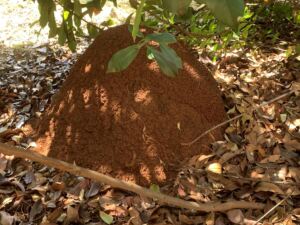 termite inspection toowoomba